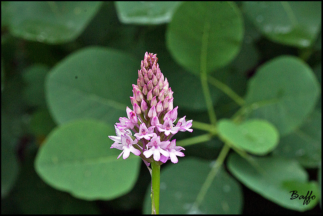 Anacampus pyramidalis ?